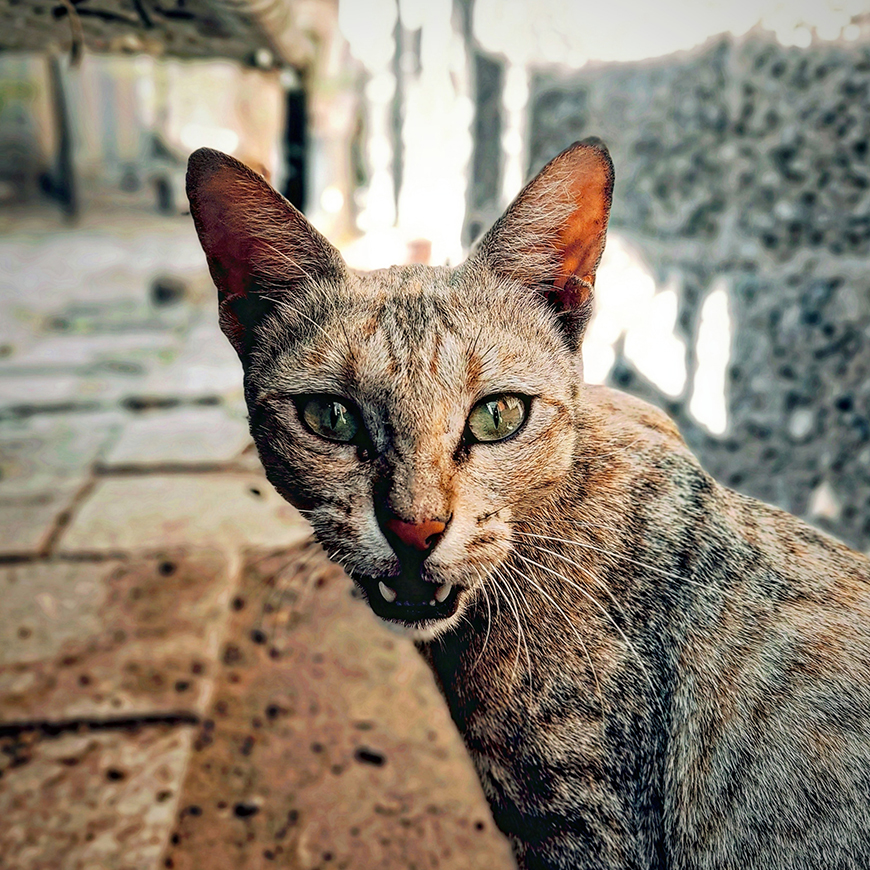 A cat with green eyes is standing on a sidewalk.