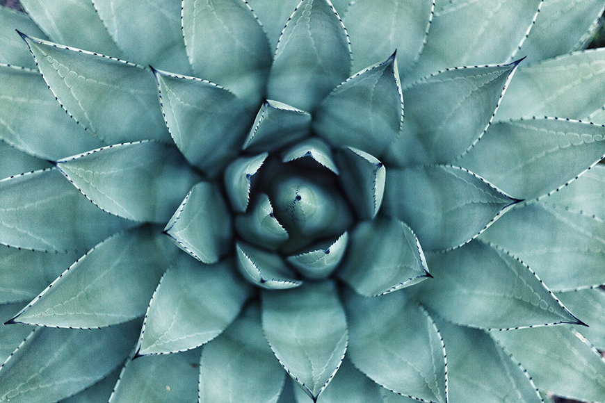 A close up of an agave plant.