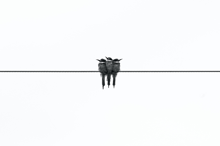Two birds sitting on a wire.