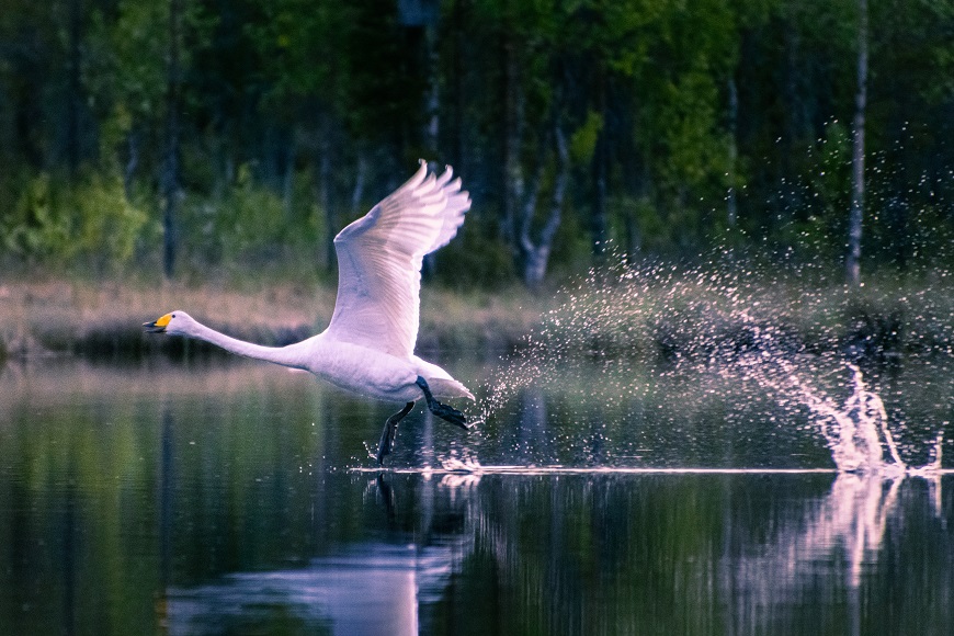 A white swan flies out of the water.