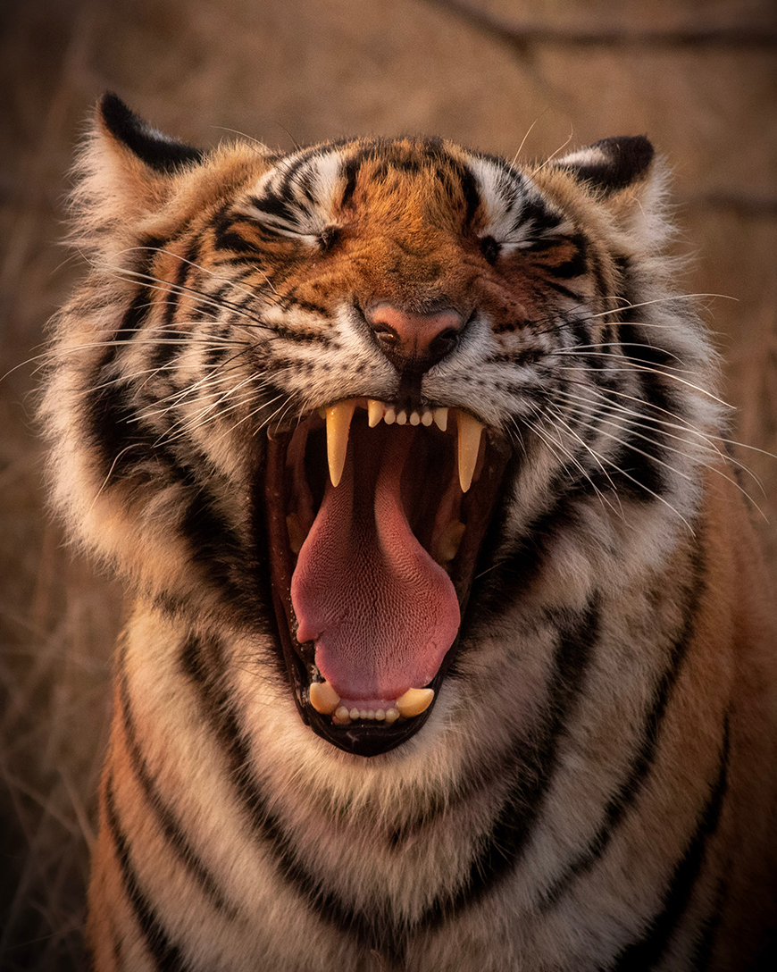 A close up of a tiger with its mouth open.