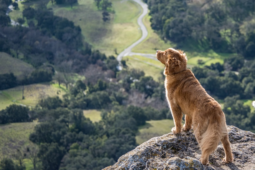 A golden retriever standing on top of a mountain overlooking a valley.