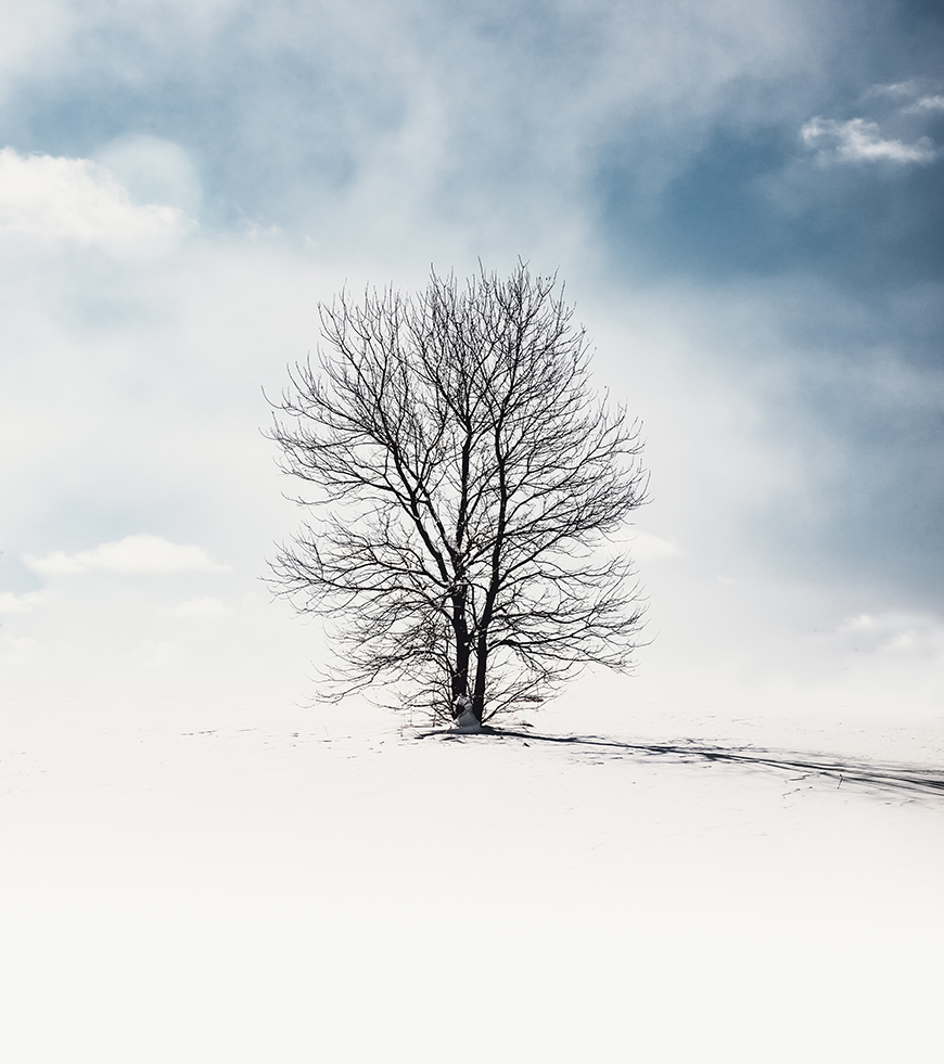 A lone tree on a snow covered field.