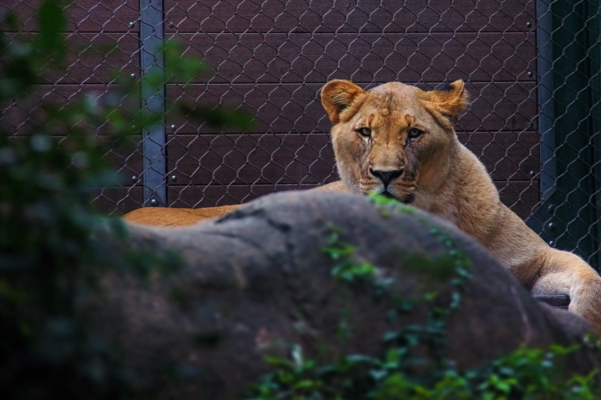 A lion resting in a zoo enclosure.