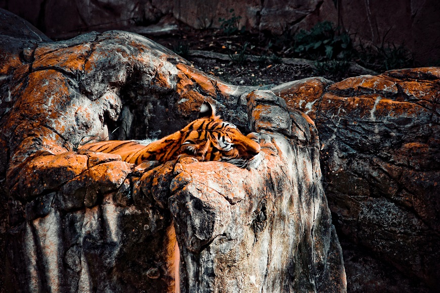 A tiger resting on a rock.
