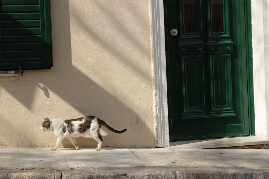 A cat walking in front of a building with green shutters.