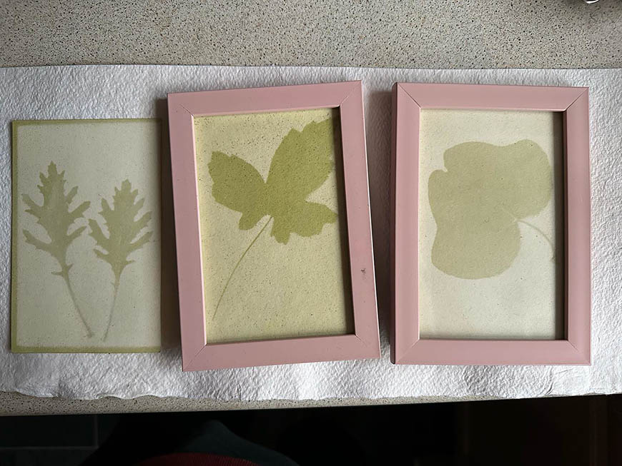 Three framed pictures with leaves on them.