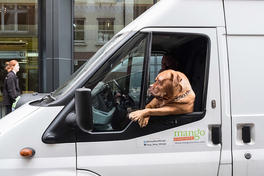 A dog sits in the driver's seat of a white van.