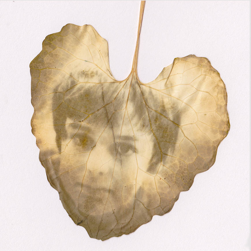 A leaf with a photo on it.
