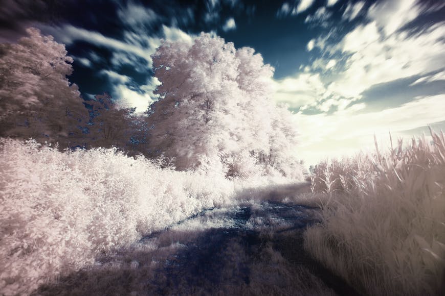 An infrared image of a field and trees.