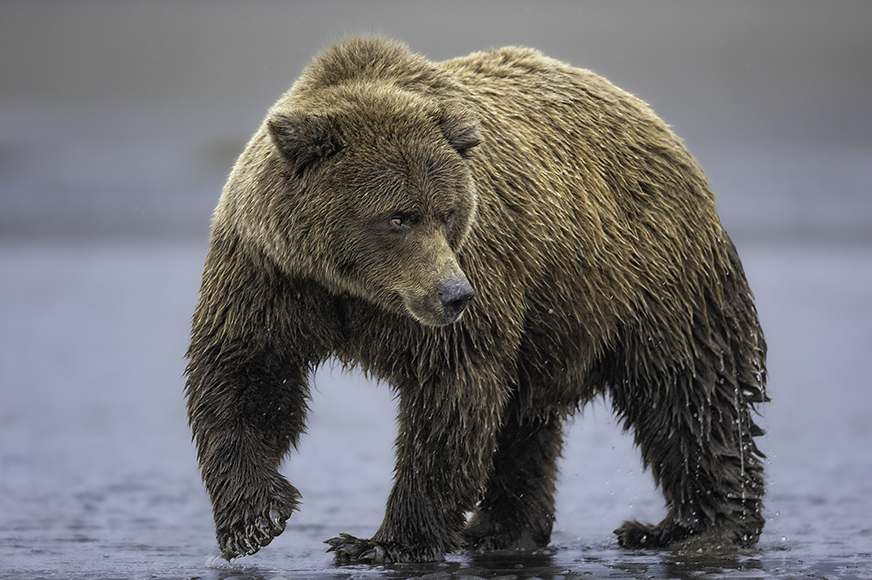 A brown bear walking in the water.