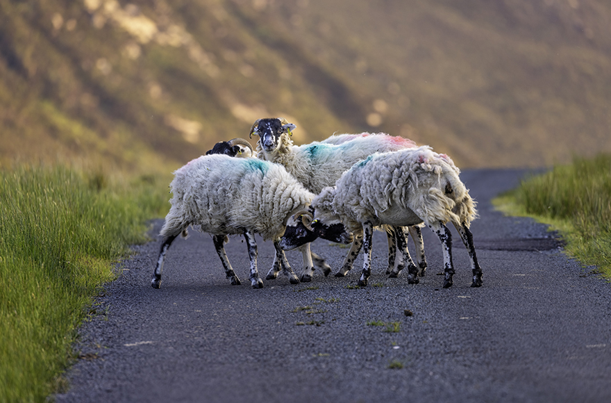 A group of sheep standing on the road.