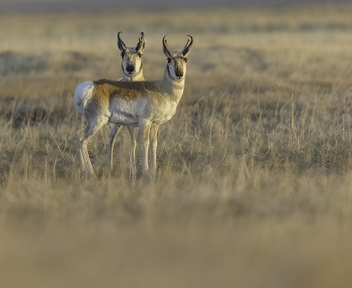 Two antelope standing in a grassy field.