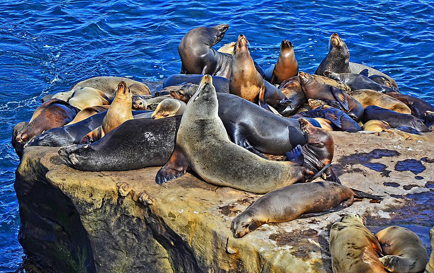 A group of sea lions resting on a rock in the ocean.