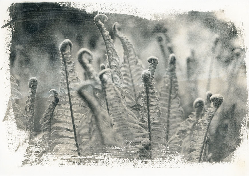A black and white photograph of ferns.