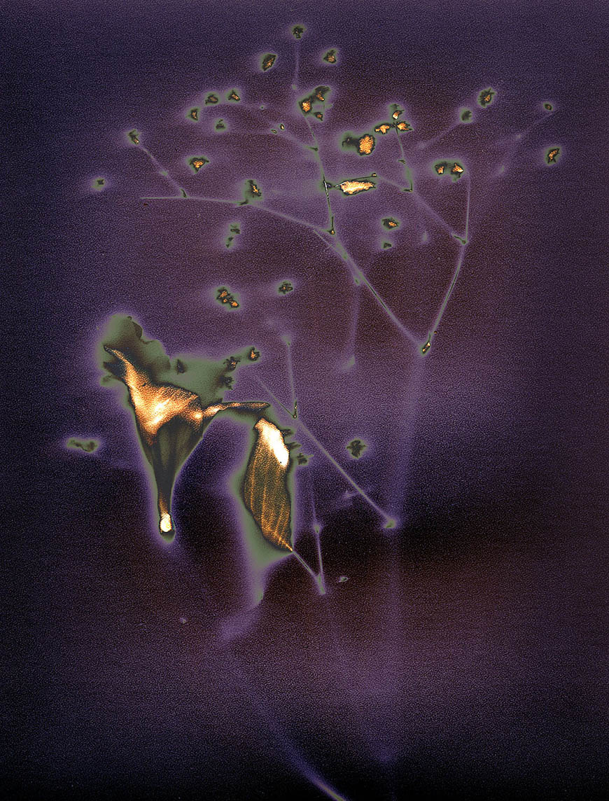 An image of a purple flower.