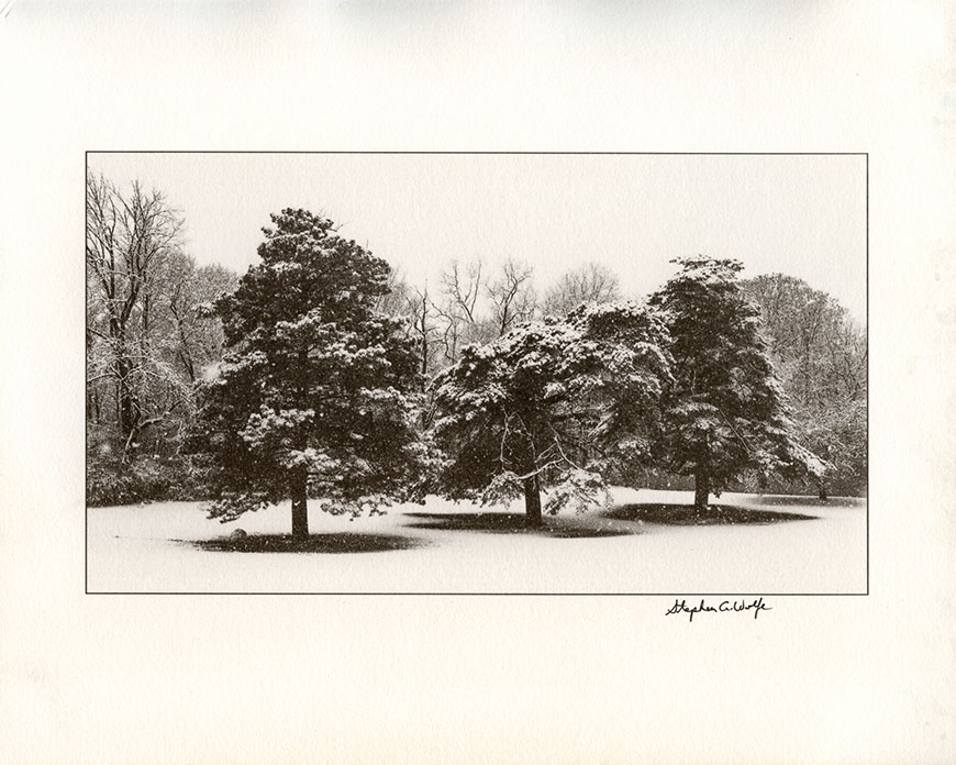 A black and white photograph of three trees covered in snow.