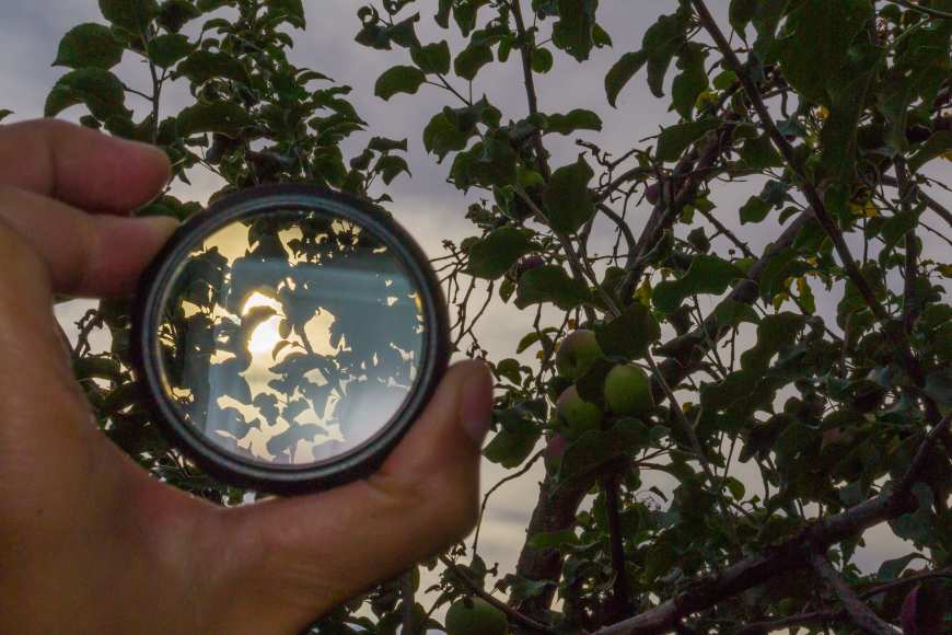 A person holding a polarizing camera filter in front of an apple tree.