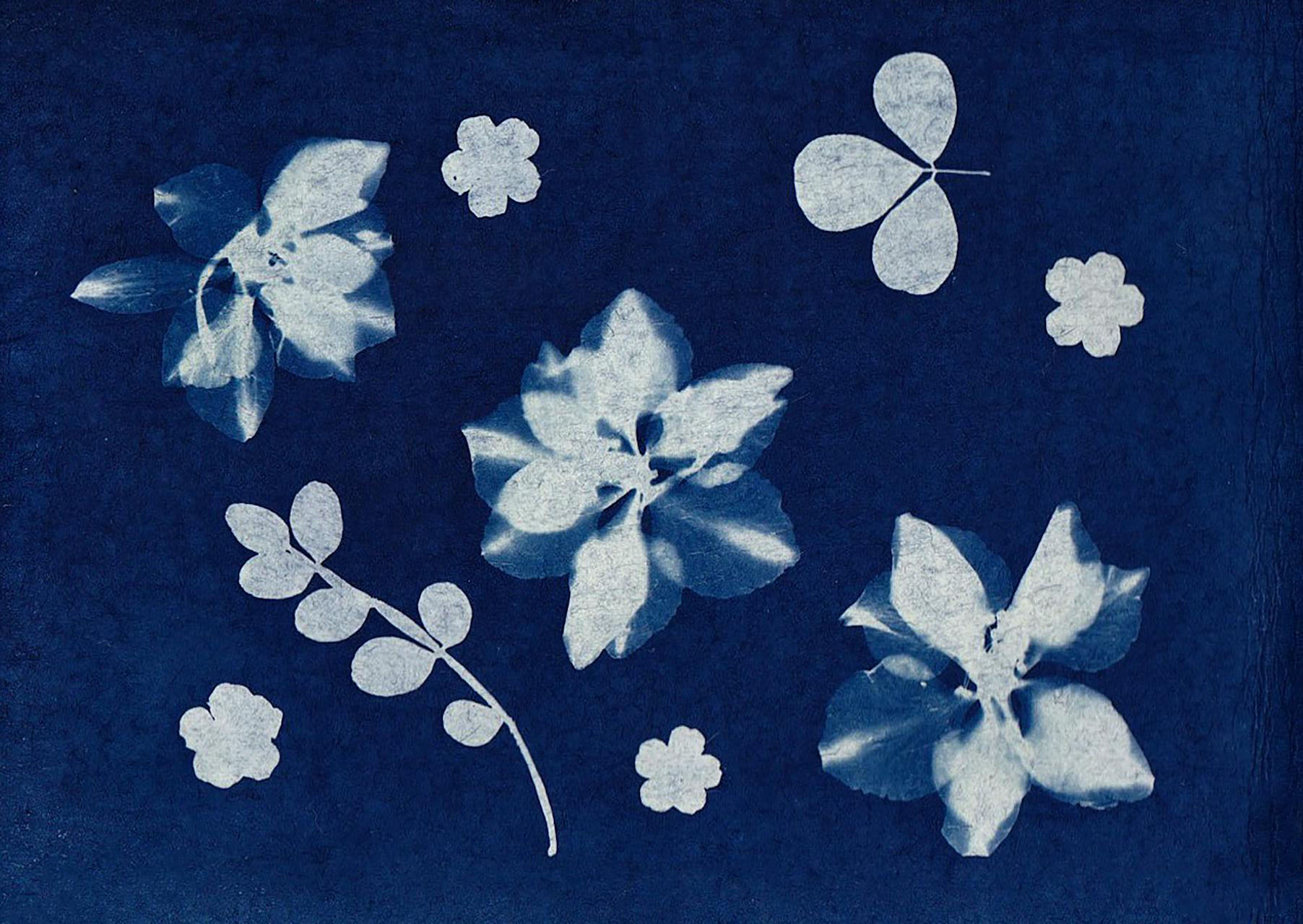 A painting with white flowers and leaves on a blue background.