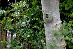A camouflaged camera on the side of a tree.