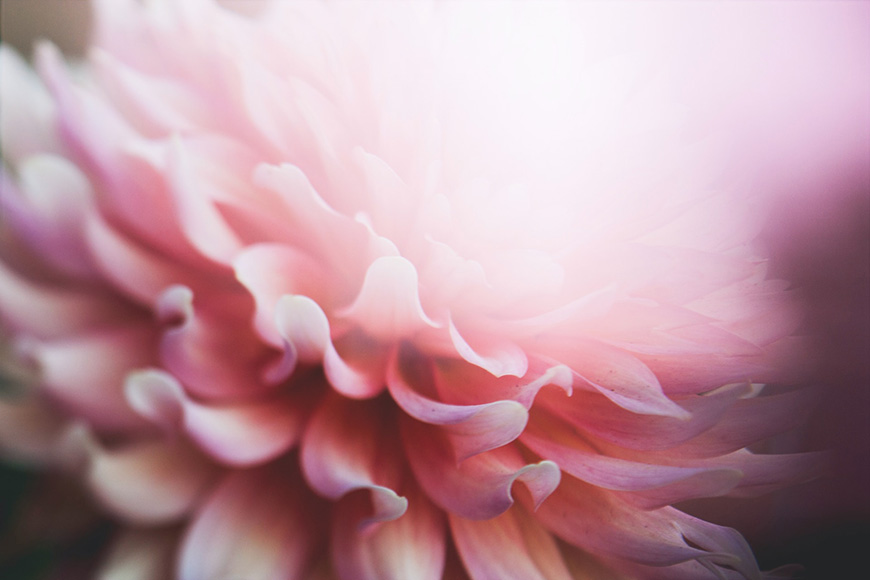 A close up of a pink flower.