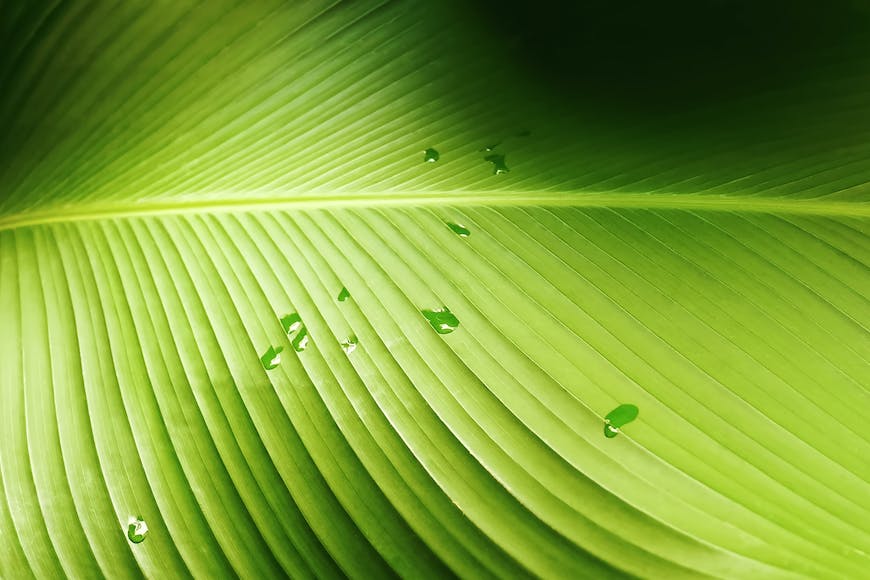 A close up of a green leaf with water droplets.