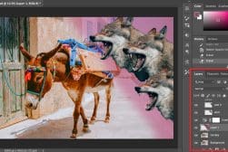 A photo of a donkey and a wolf in adobe photoshop.