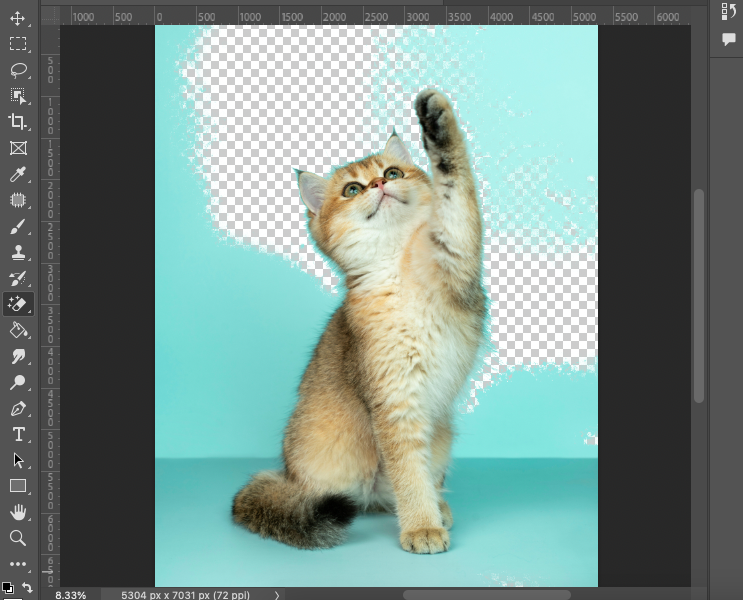 A photo of a cat with its paw up in adobe photoshop.