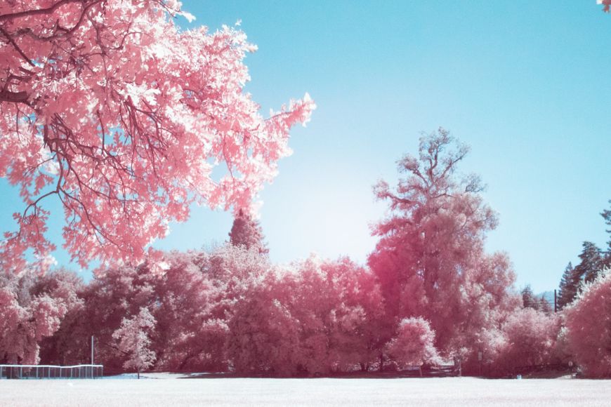 An infrared image of a field with pink trees.