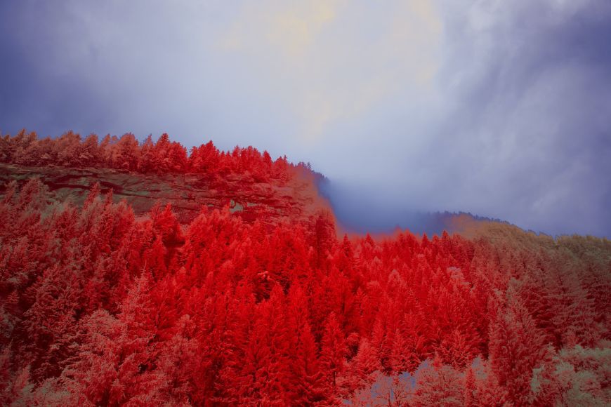 An infrared image of a mountain with red trees.