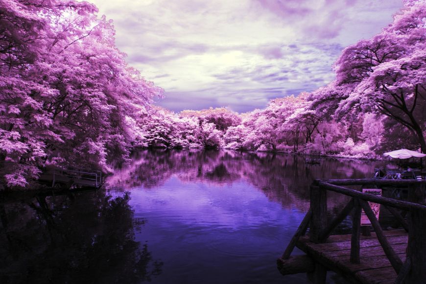 An infrared image of a lake with purple trees.
