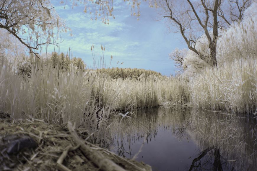 An infrared image of a pond with reeds.