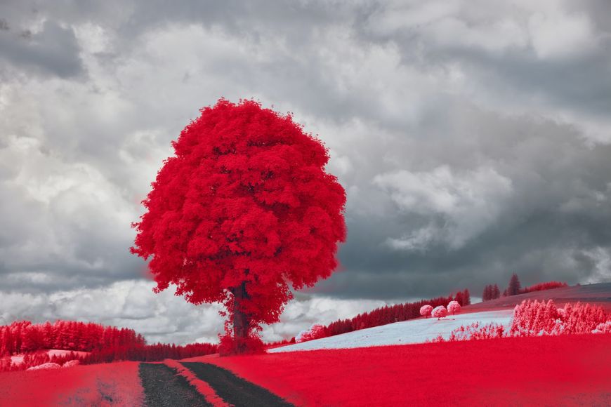 An infrared image of a red tree in a field.