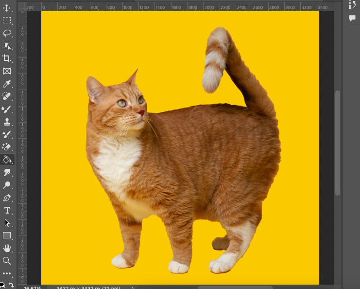 A cat is standing on a yellow background.