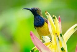 A blue and yellow bird perched on a flower.
