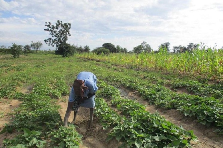 A woman is working in a field of crops.