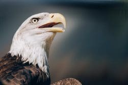 A close up of an eagle with its beak open.
