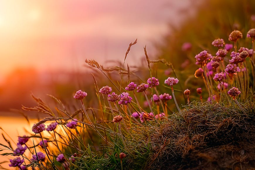 Pink flowers on a grassy field at sunset.