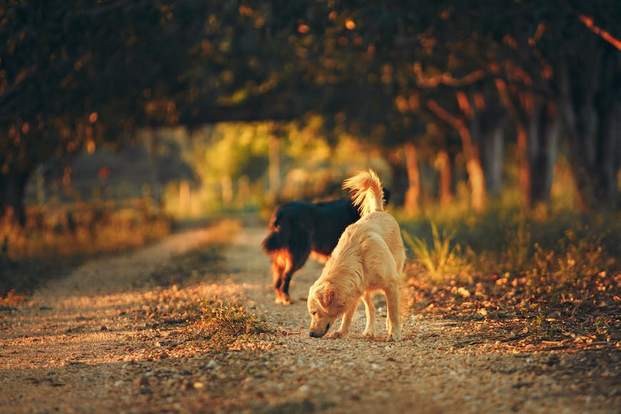 Two dogs walking down a dirt road.