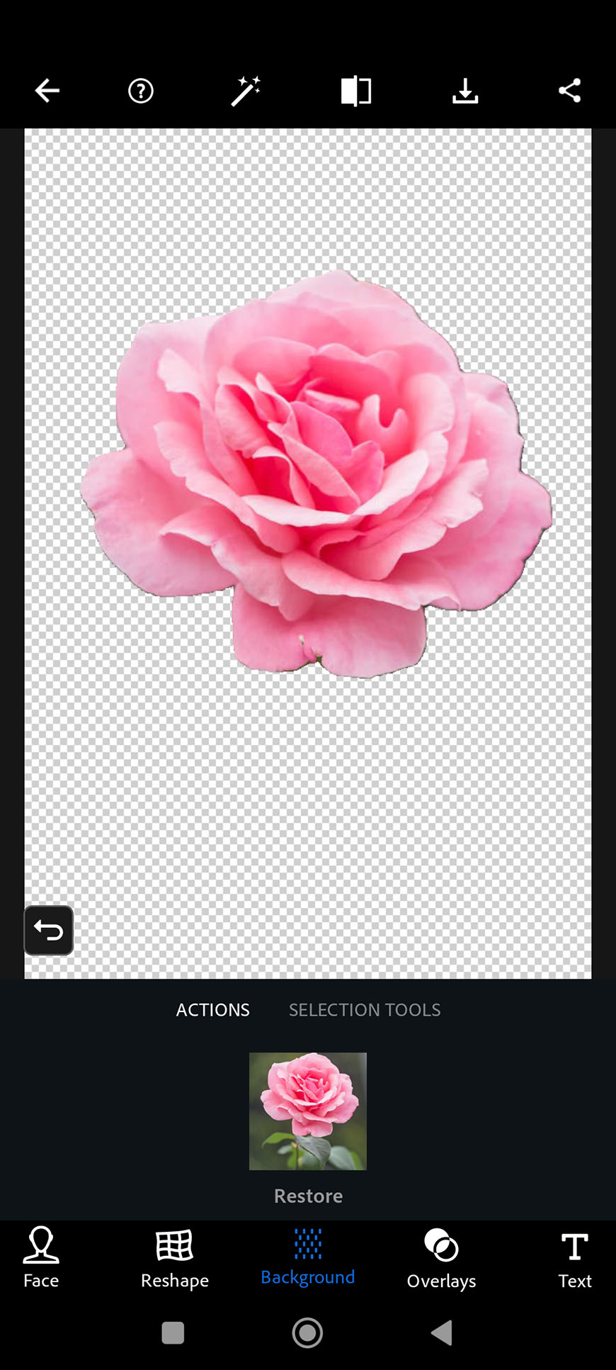 A pink rose with a transparent background being edited in a photo manipulation app.