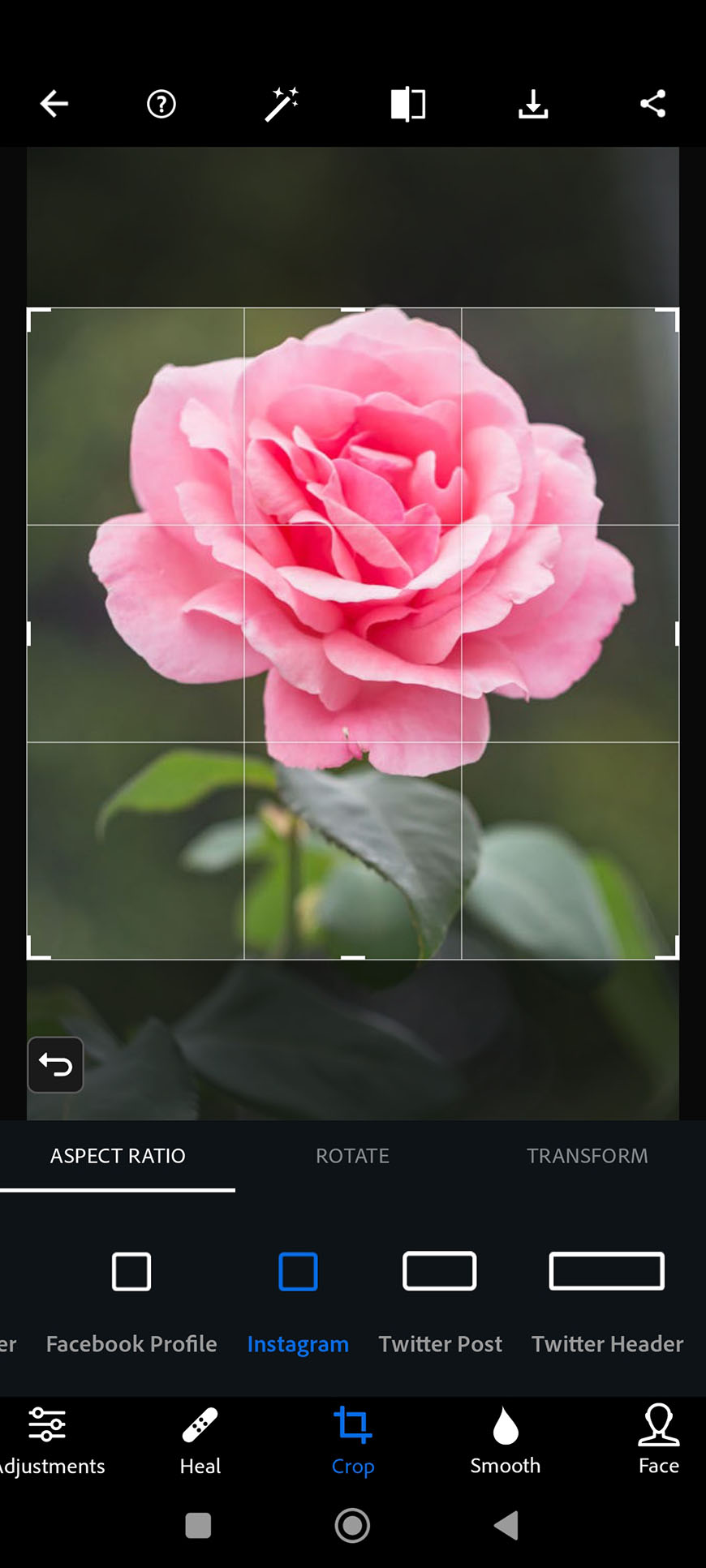 Image of a pink rose centered within a photo editing app interface, with overlaying grid lines and editing tools visible.