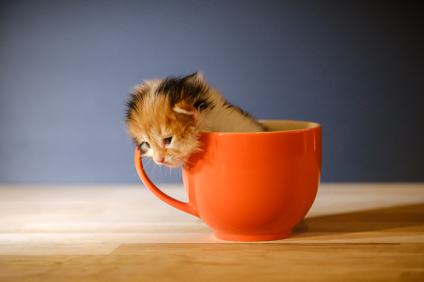 A small kitten peering out from inside an orange cup on a wooden surface.
