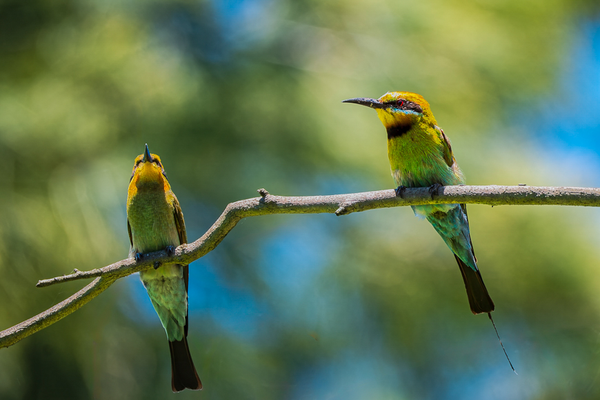 Two bee-eaters perched on a branch with a blurred green background.