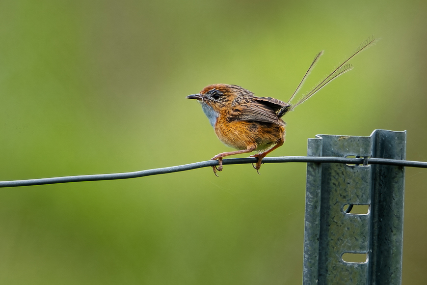 A small bird with orange-brown plumage perched on a wire fence against a green background.