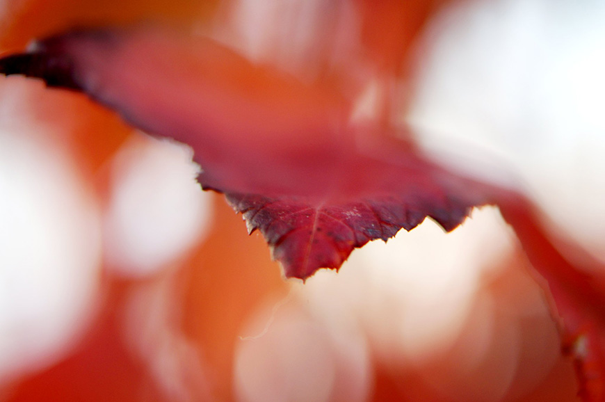 Close-up of a red leaf with a blurred background.