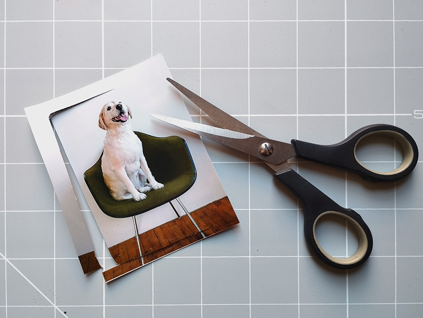 A photograph of a dog on a chair with a pair of scissors placed beside it on a gridded cutting mat.