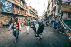 Busy street scene in an indian market with pedestrians and a cow walking among them.