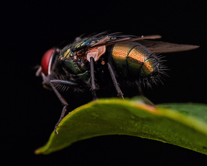 Close-up of a fly perched on a green leaf against a black background.