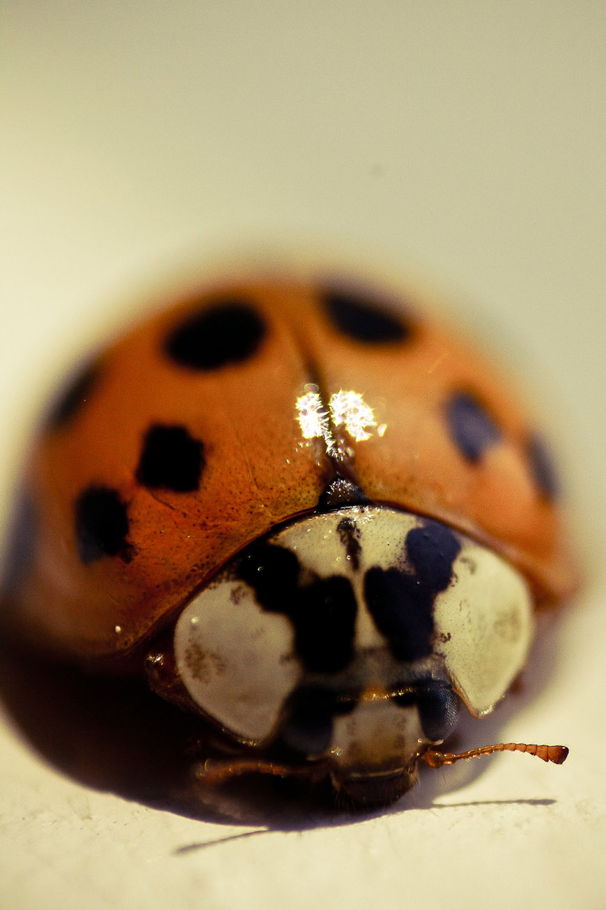 A close-up photograph of a ladybug with visible spots and details on its shell.