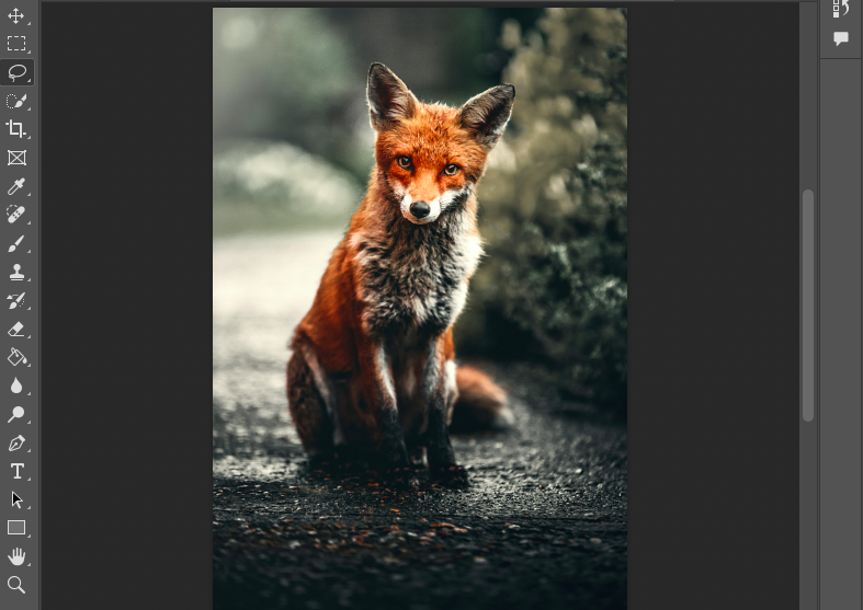 A red fox sitting on a path, looking directly at the camera with a blurred background.